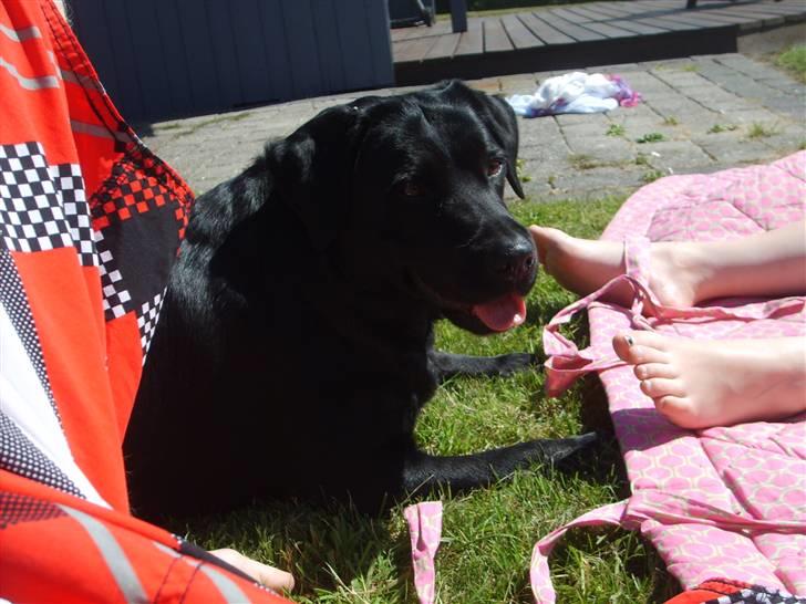 Blanding af racer Fie billede 7