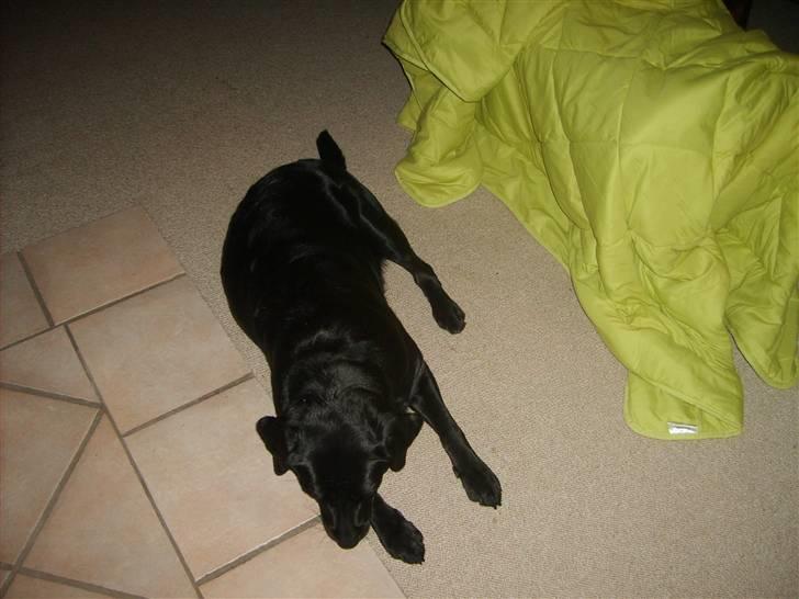 Blanding af racer Fie billede 8