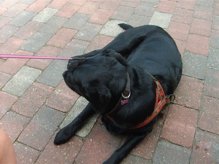 Blanding af racer Fie billede 9