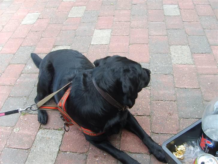 Blanding af racer Fie billede 10