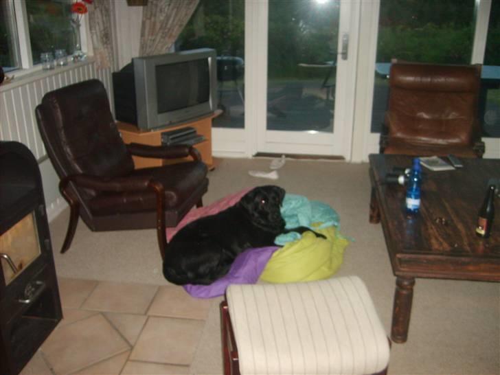 Blanding af racer Fie billede 12