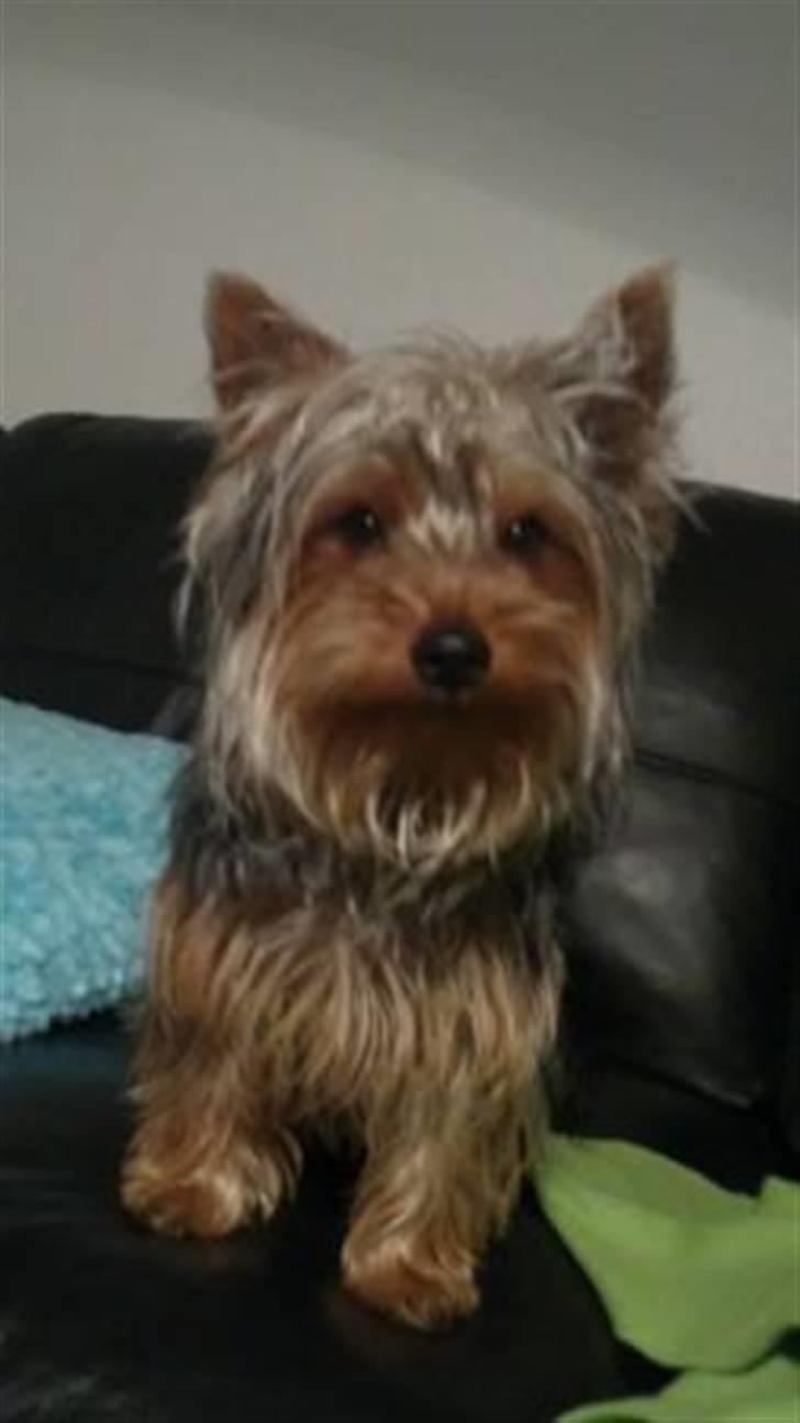 Yorkshire terrier Geo billede 7