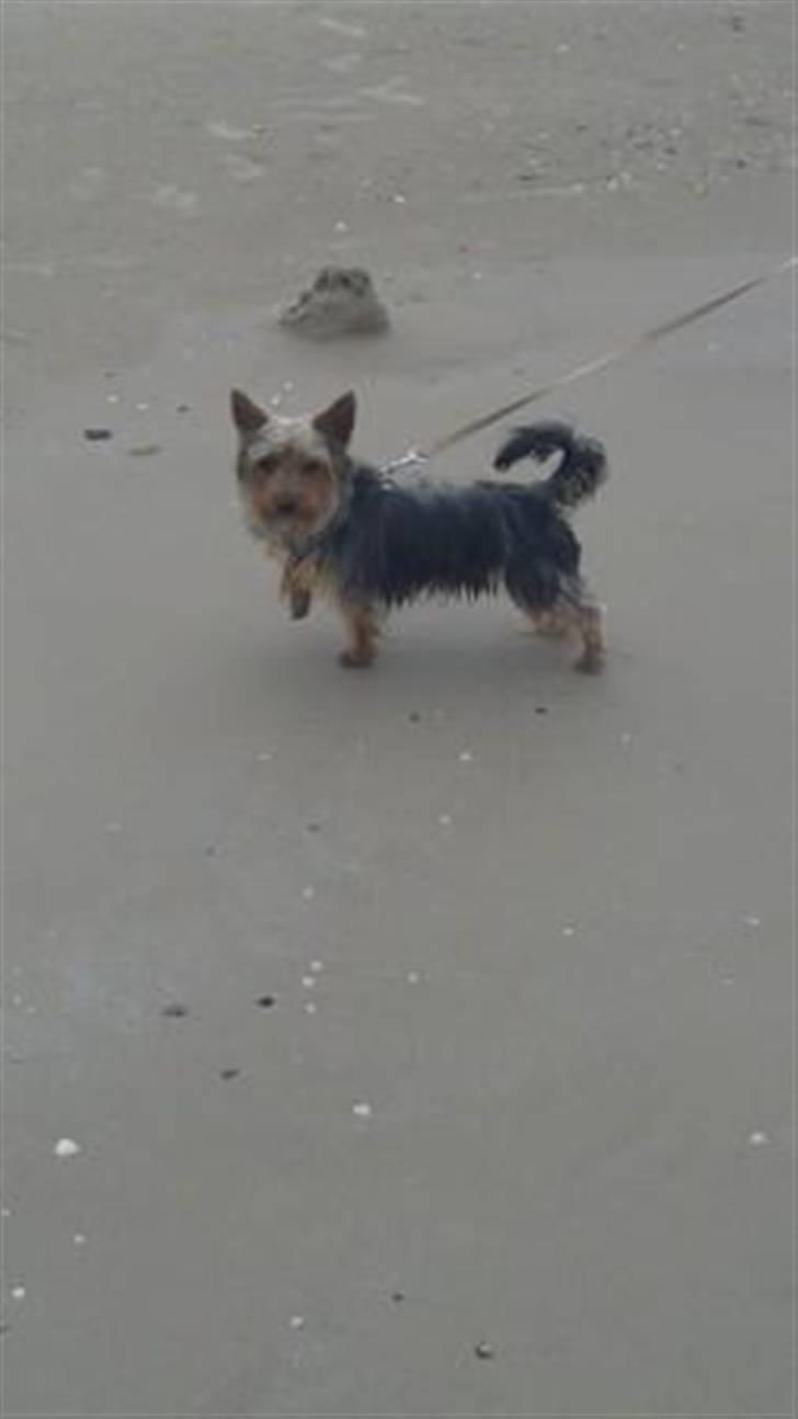 Yorkshire terrier Geo - ved løkken strand og lege med sand billede 8