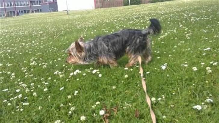 Yorkshire terrier Geo - snif snif... billede 9