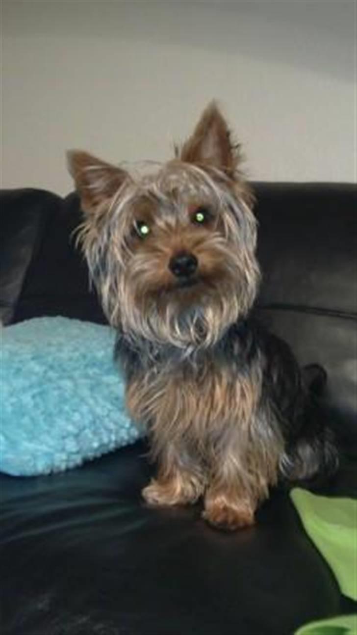 Yorkshire terrier Geo billede 11