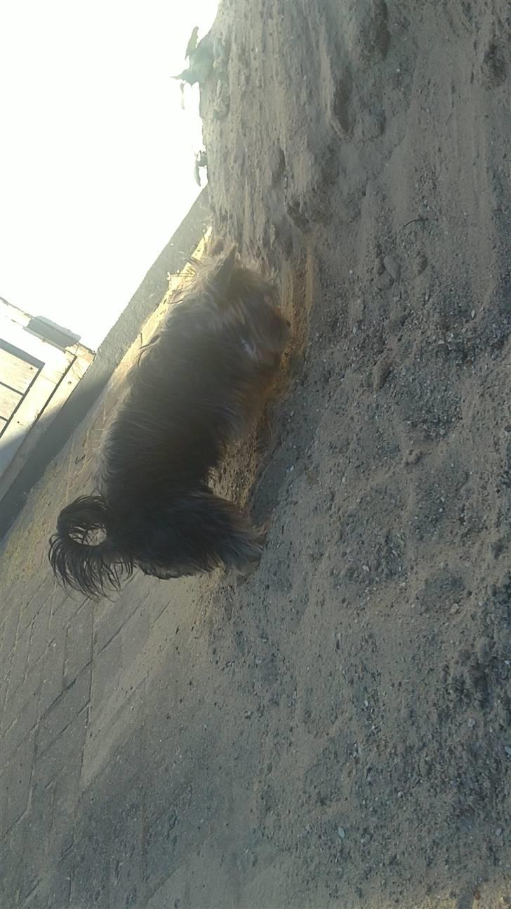 Yorkshire terrier Geo - jeg graver og graver elsker det. billede 12