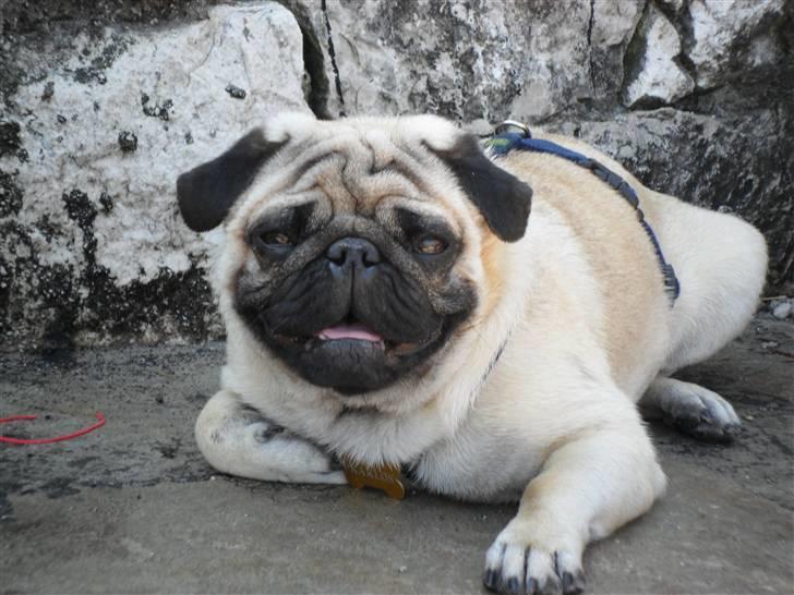 Mops Karlos billede 9