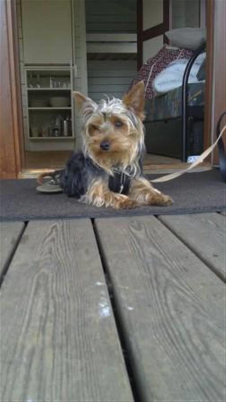 Yorkshire terrier Geo - på hytte fiske tur,. billede 13