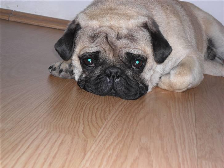 Mops Karlos - jeg venter på dig min skat :) billede 10