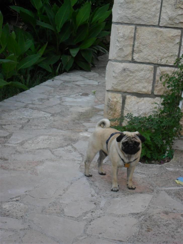 Mops Karlos billede 11