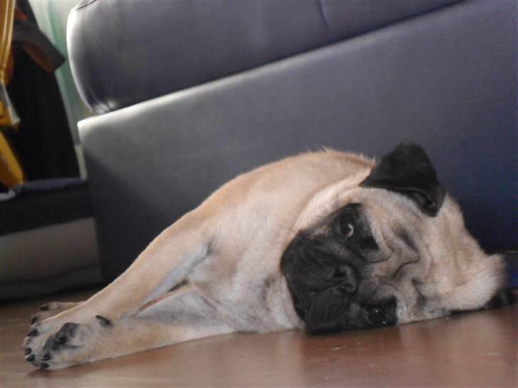 Mops Karlos billede 12