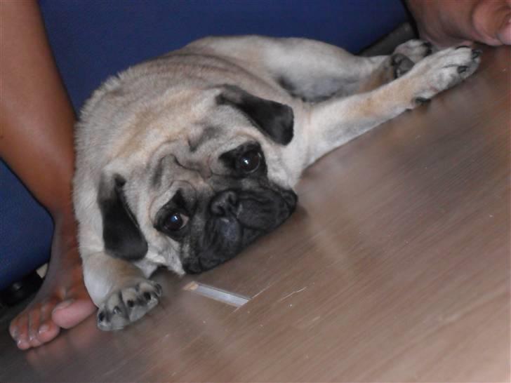 Mops Karlos billede 13