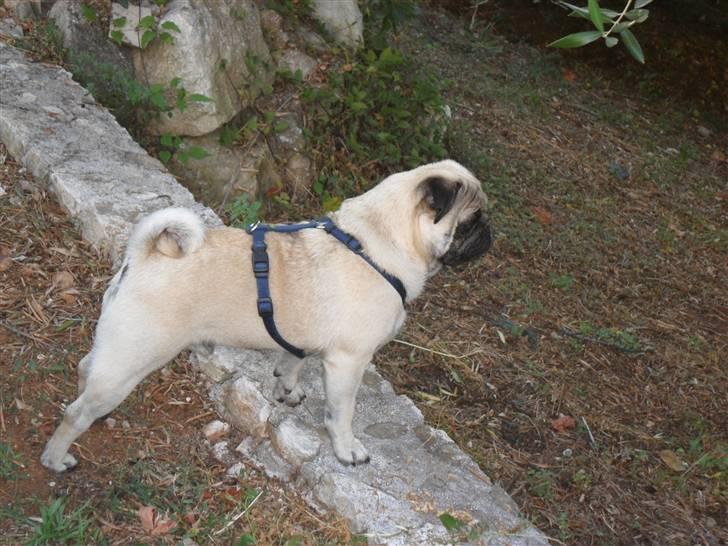 Mops Karlos billede 14