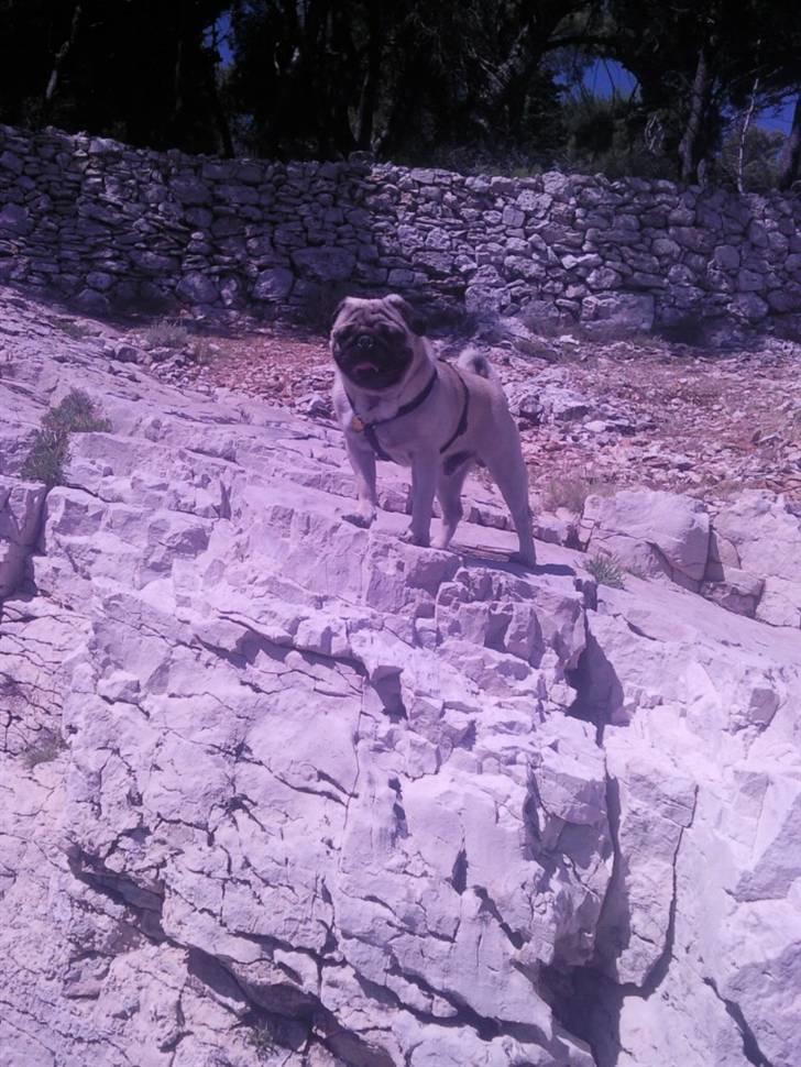 Mops Karlos billede 15