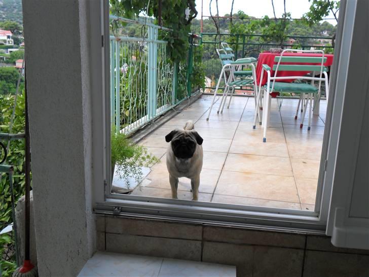 Mops Karlos billede 16