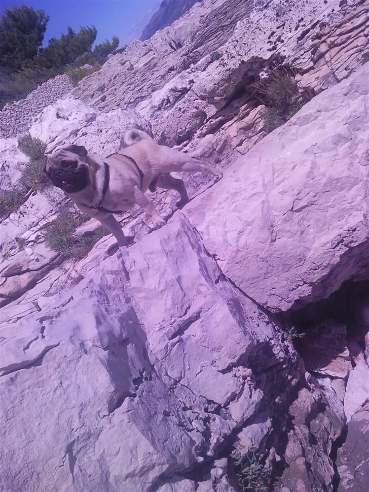 Mops Karlos billede 17