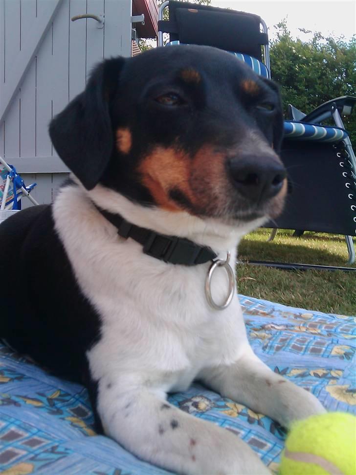 Dansk svensk gaardhund Tuco billede 8