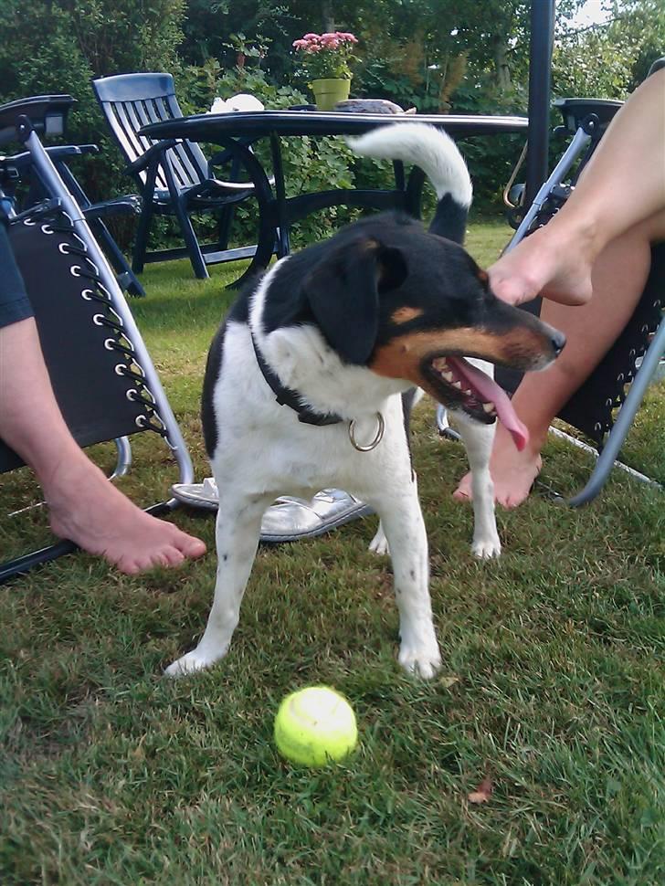 Dansk svensk gaardhund Tuco billede 9