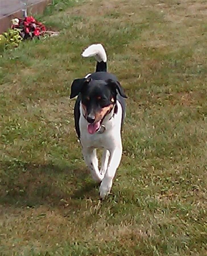 Dansk svensk gaardhund Tuco billede 10