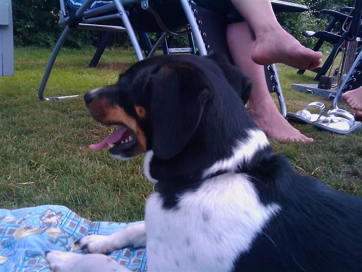 Dansk svensk gaardhund Tuco billede 11