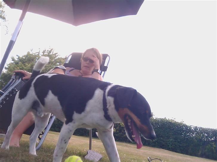 Dansk svensk gaardhund Tuco billede 12