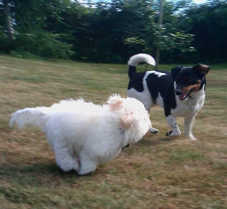 Dansk svensk gaardhund Tuco billede 13
