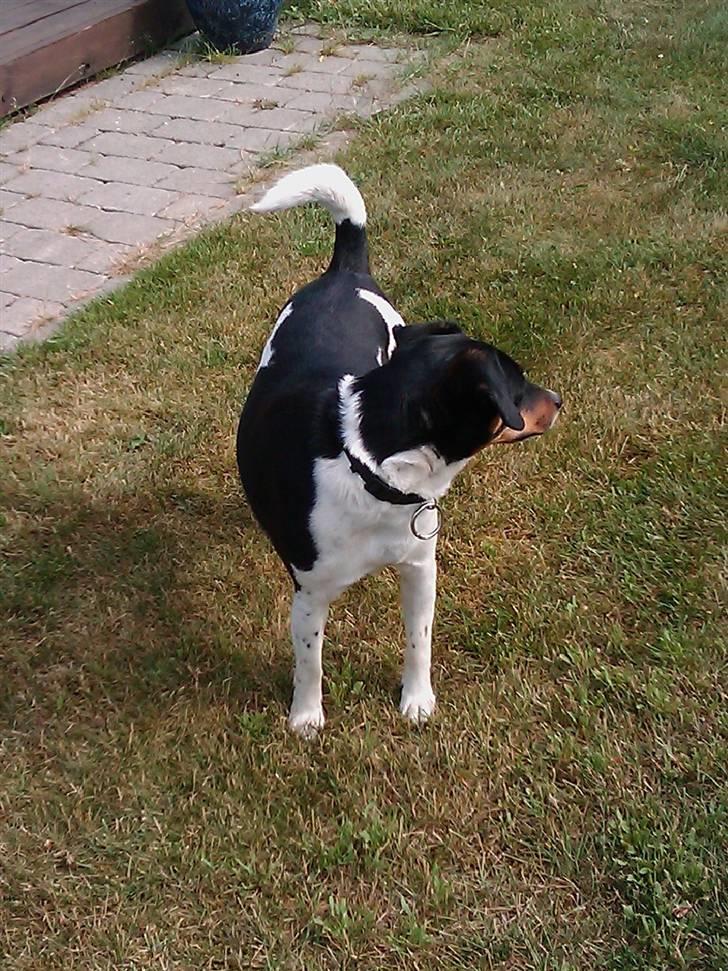 Dansk svensk gaardhund Tuco billede 14