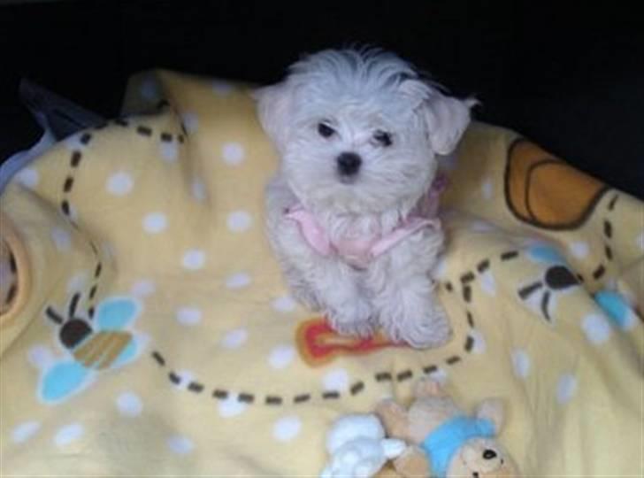 Malteser Mang Dong  billede 1