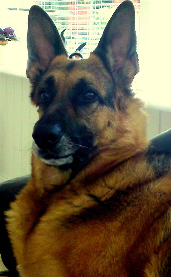 Schæferhund King *Kommisæren* billede 17