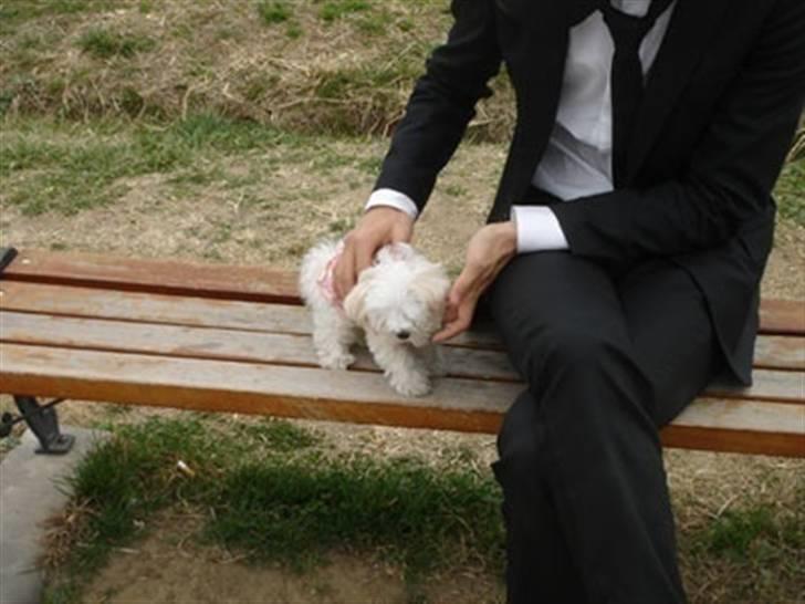 Malteser Mang Dong  billede 2