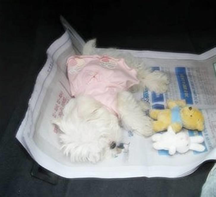 Malteser Mang Dong  billede 3