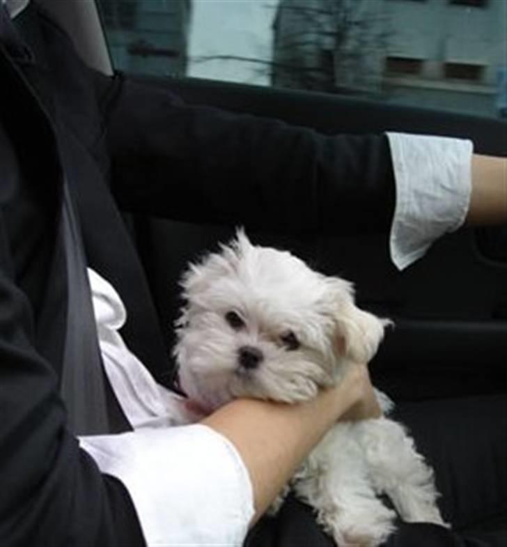 Malteser Mang Dong  billede 4