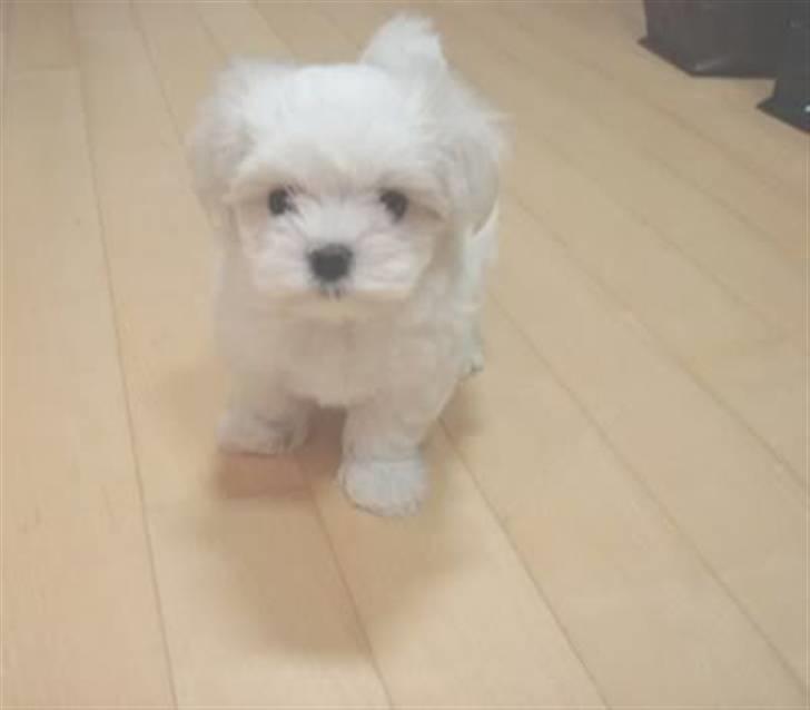 Malteser Mang Dong  billede 5