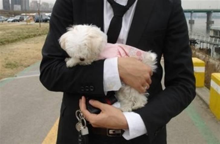 Malteser Mang Dong  billede 6