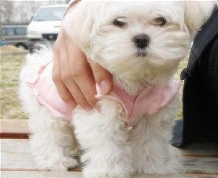 Malteser Mang Dong  billede 7