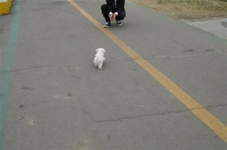 Malteser Mang Dong  billede 8