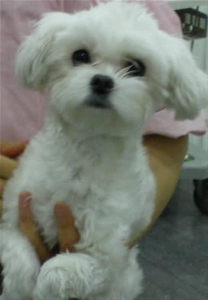 Malteser Mang Dong  billede 9