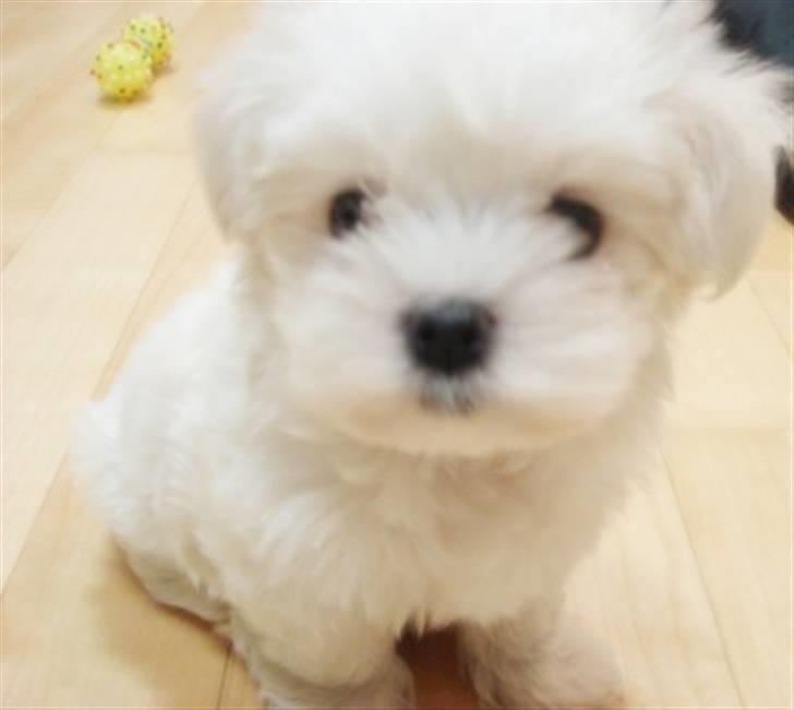 Malteser Mang Dong  billede 10