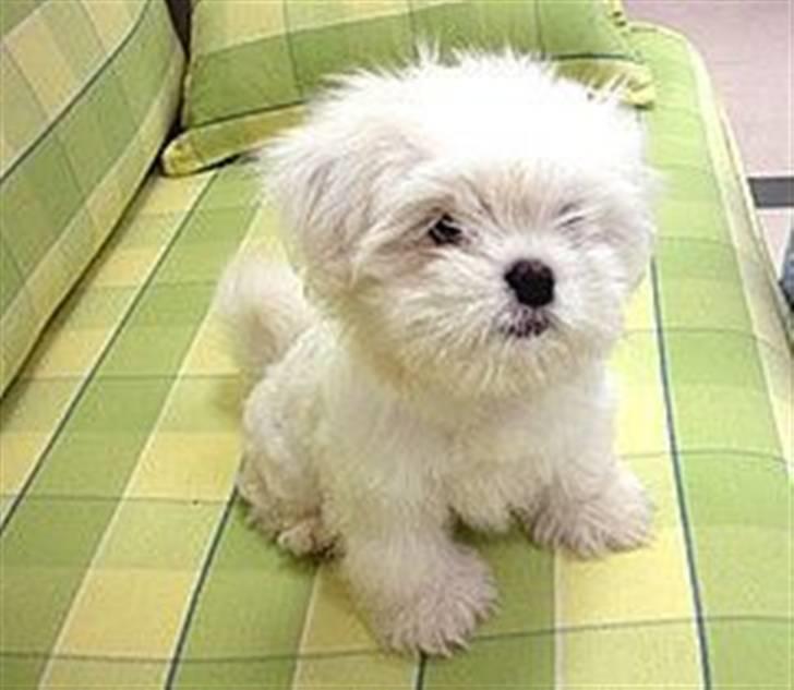 Malteser Mang Dong  billede 11