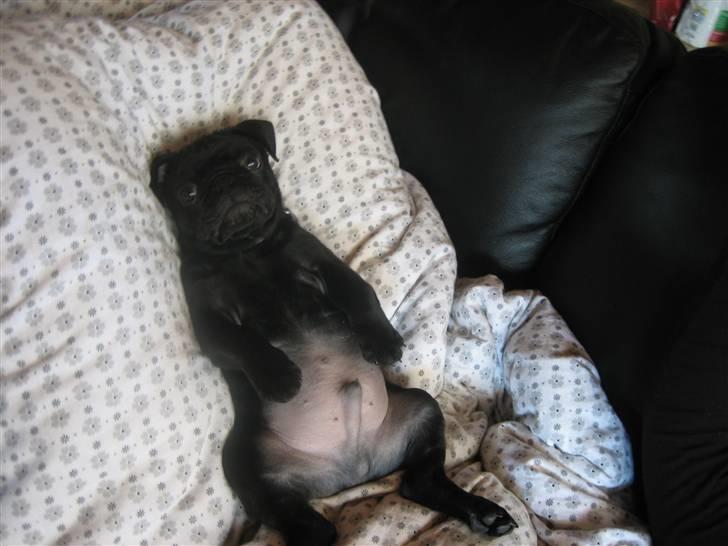 Mops Champ - Ikk noget bedre end at slå mave. billede 6