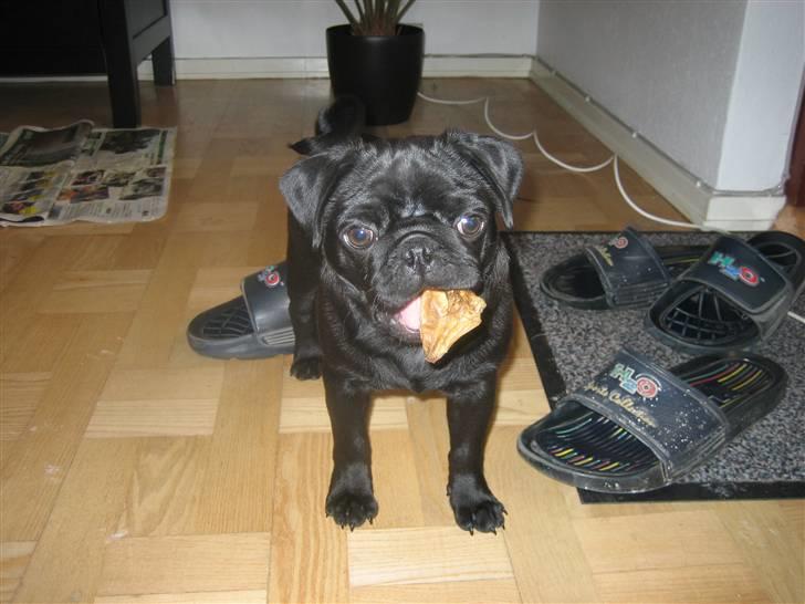 Mops Champ - Jeg elsker bar griseøre ! billede 7