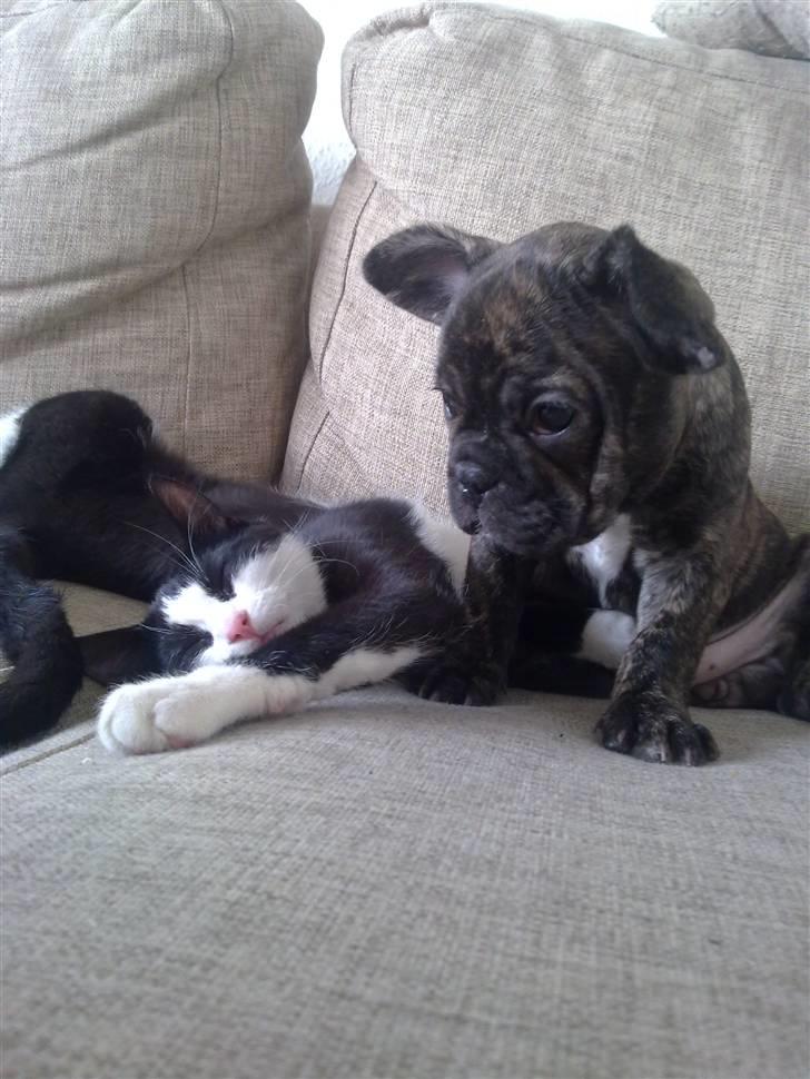 Fransk bulldog Emma - Emma venter på, at Eigil gider lege videre..  billede 1