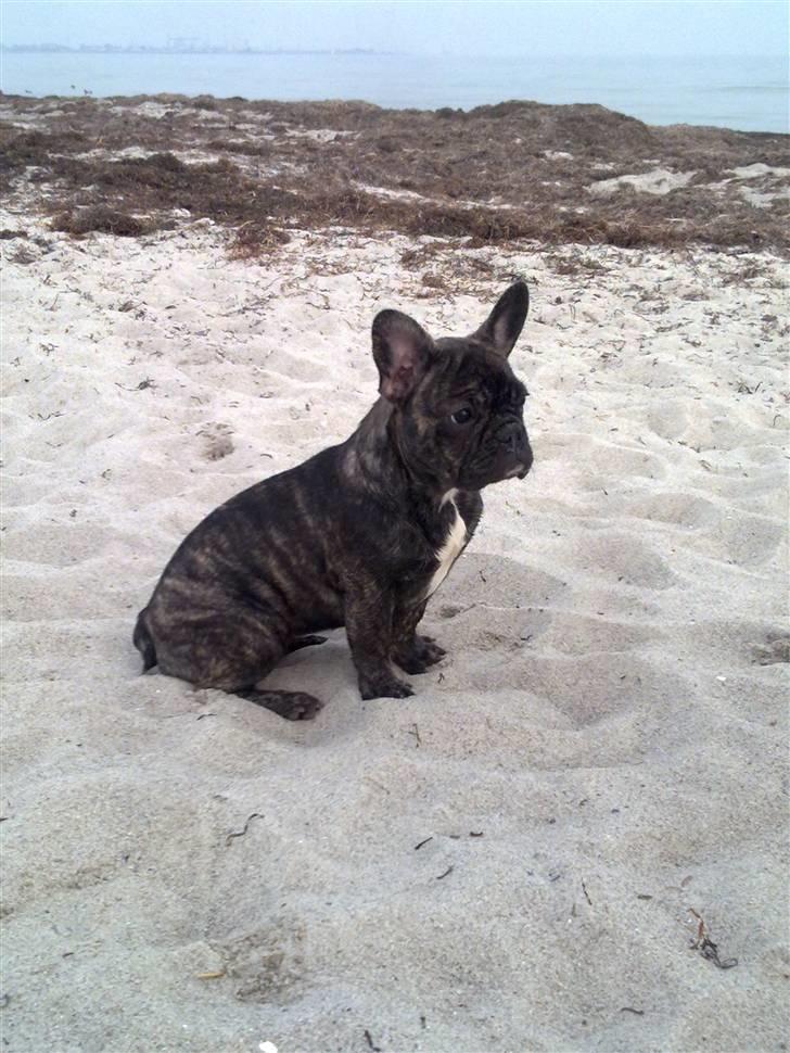 Fransk bulldog Emma - Emma på en dejlig tur på stranden..  billede 2