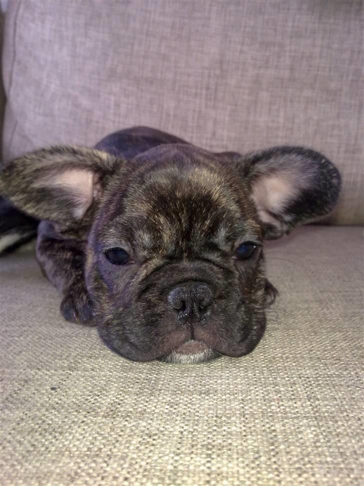 Fransk bulldog Emma - Emma tøsen ..  billede 3
