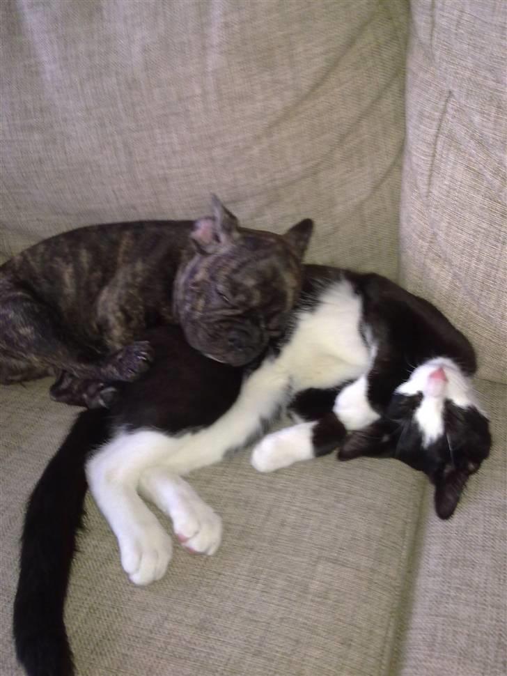 Fransk bulldog Emma - Emma og Eigil tager en lur sammen..  billede 4