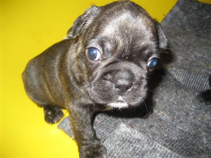 Fransk bulldog Emma - Emma som meget lille hvalp..  billede 5