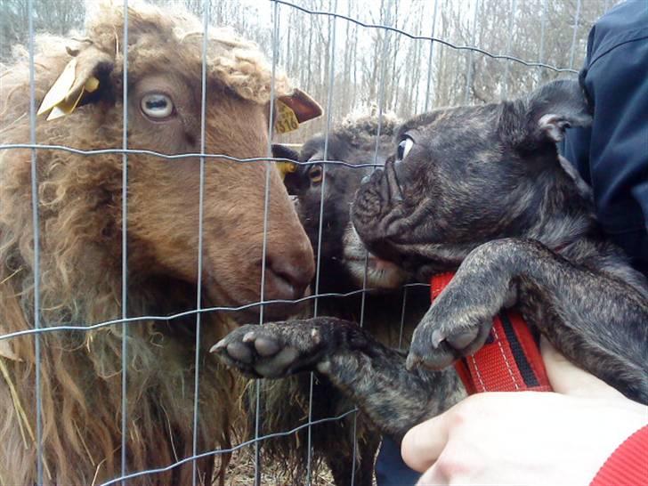 Fransk bulldog Emma - En meget nysgerrig Emma..  billede 6