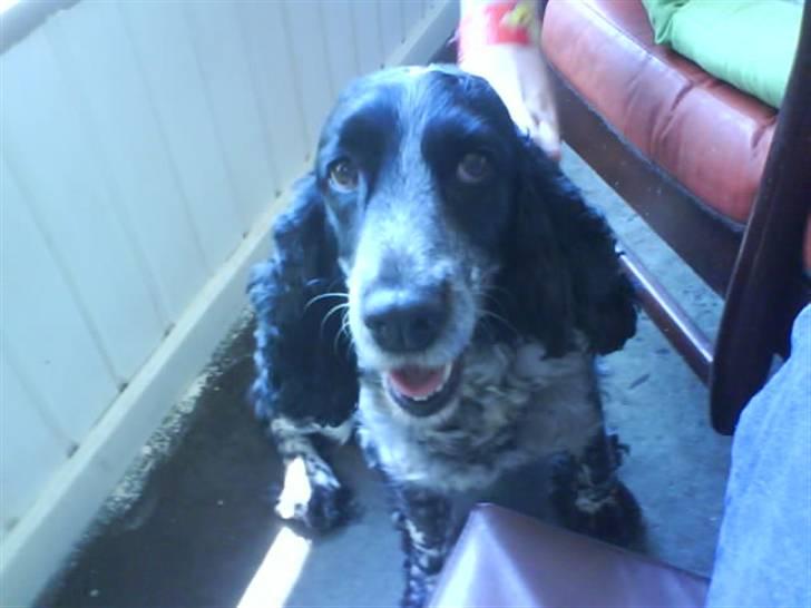 Cocker spaniel Ofelia billede 1