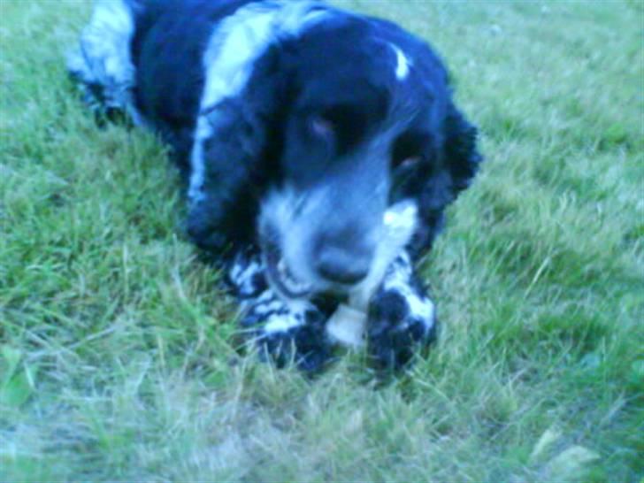 Cocker spaniel Ofelia billede 2