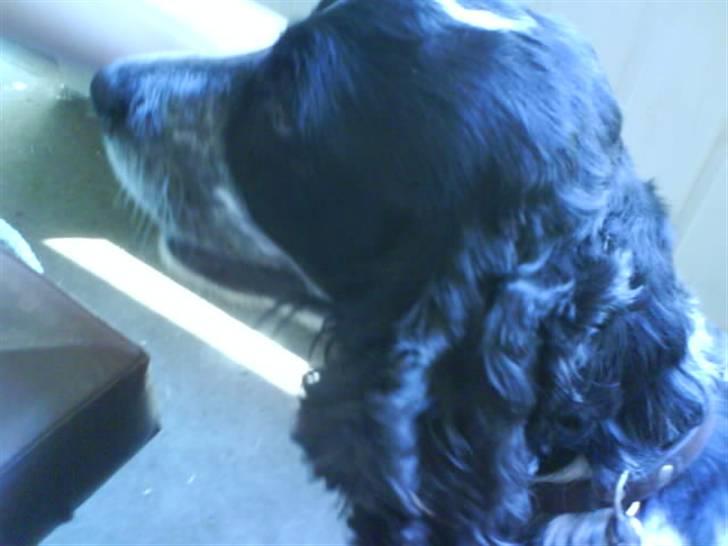 Cocker spaniel Ofelia billede 3